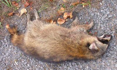 dead raccoon