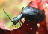 Meloe (angusticollis ?) - female - 2