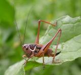 Tettigoniinae - Shield-backed Grasshopper