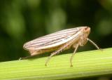 Cicadellidae -- unidentified (Leafhopper)