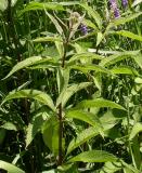 Joe-Pye weed  -- (Eupatorium maculatum)