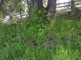 southeast shore -- shaded by cedars - 1