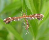 Pterophoridae sp.  --  Plume moth