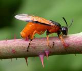 Arge ochropa -- sawfly ovipositing into cuts made in rose stem