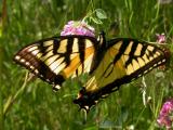 Tiger Swallowtail -- view 1 -- Charleston Lake