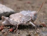 Dissosteira carolina - nymph