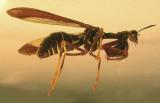 Climaciella brunnea - Brown Mantidfly -- small