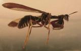 Climaciella brunnea - Brown Mantidfly -- large