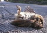 dead ruffed grouse