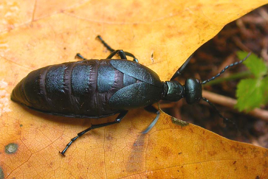 Meloe (angusticollis ?) - female - 1