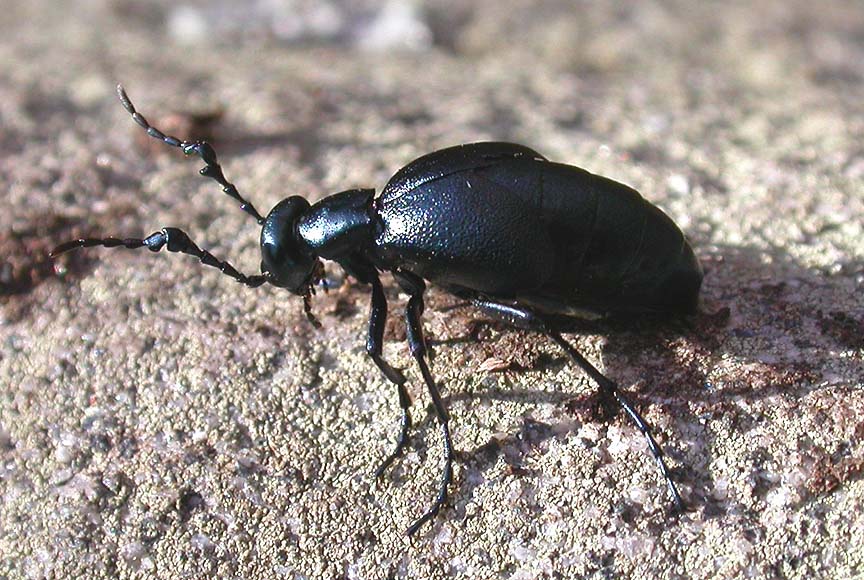Meloe (angusticollis ?) - male - 1
