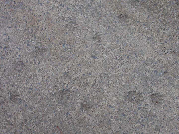 raccoon prints in old concrete of pathway
