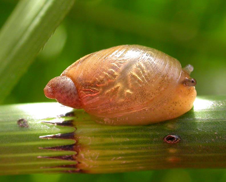 snail on reeds at waters edge.