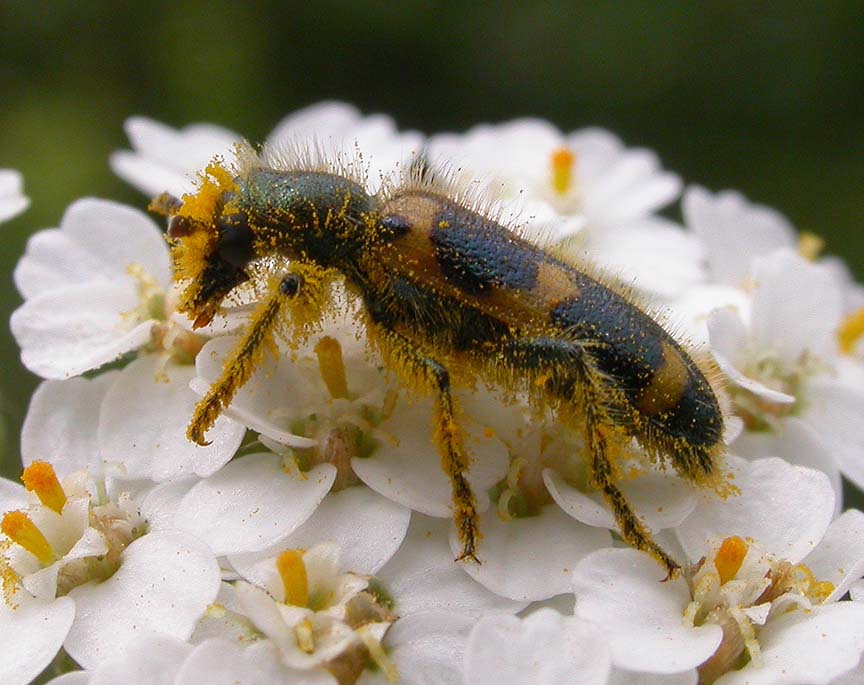 Trichodes sp.  -- Checkered Beetle -- view 1