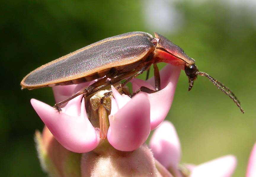 Firefly on Milkweed flower
