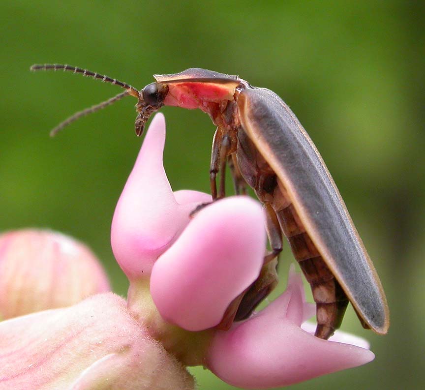 Firefly on Milkweed flower