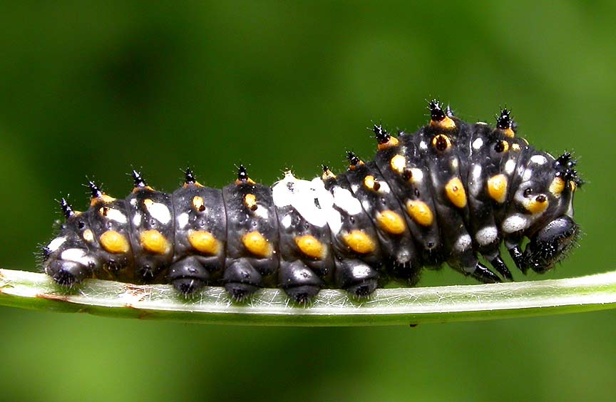3rd instar of a Black Swallowtail -- <i>Papilio polyxenes</i>