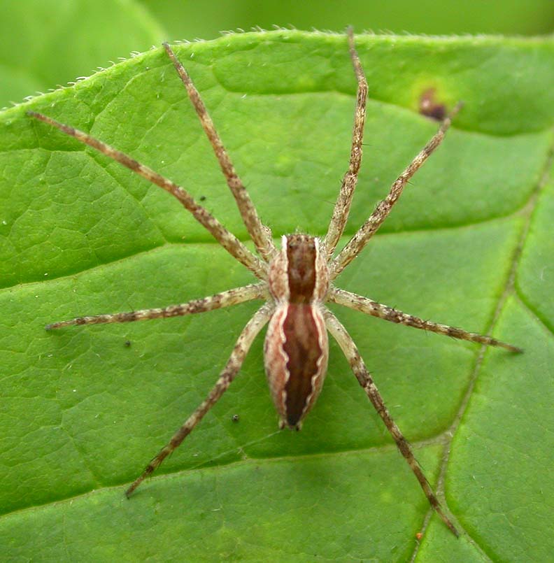Pisaurina mira  -- a nursery web spider