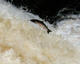 Salmon leaping at Invershin Falls