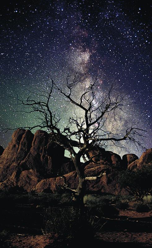 lone tree