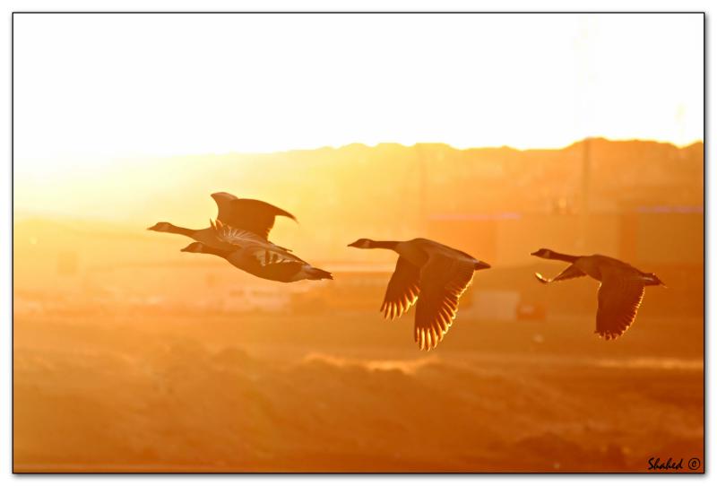 <b>Fly Away Home *</b><br><font sige=3>by d_ip</font>