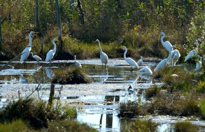 Egrets Marshing TogetherFremiet