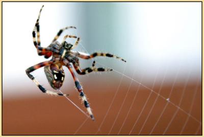 Spiderman* by Earl Waud *