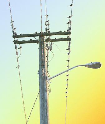 Bird on a Wire*by Ann Chaikin