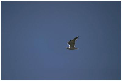 Jonathan Livingston Seagull* by Earl Waud *