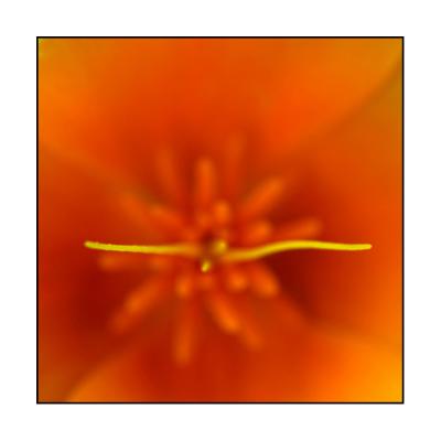 Californian Poppy *