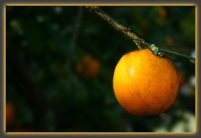 an orange *