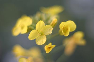 Canola Flowers*