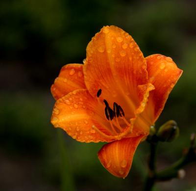 Day Lilly*