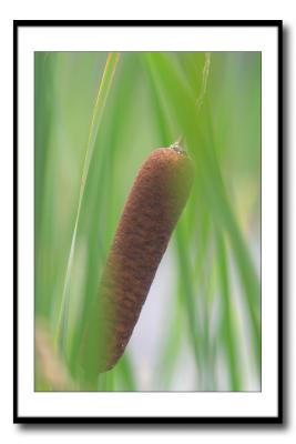 Nature's Corn Dog *by Mike Alexander