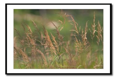 Blowing in the Wind *by Mike Alexander