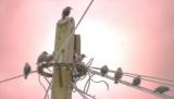<B>On the Wire</B><br> * by Phil M