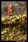 <B>Left alone</B> <BR> <I>Angela Holder</I>