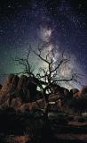 lone tree