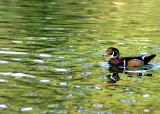 Upon Green Pond by Gary Roberts