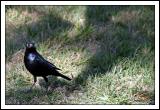 <B>Waiting for the Car Wash</B><BR>*<FONT size=2>by Earl Waud</FONT>