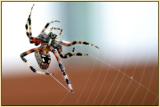 <B>Spiderman</B><BR>* <FONT size=2>by Earl Waud * </FONT>