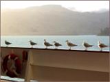 <B>The Magnificent Seven</b><br><font size= 1>* by Pops *</font>