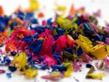 <B>Colourful *</B><BR><FONT size=2>by Bernard Maltais</FONT>