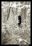 <B> The Watcher in the Woods</B><BR> <I>by Angela Holder</I>