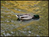 <B>Duck Soup</B><BR>*<FONT size=2>by Ann Chaikin</FONT>