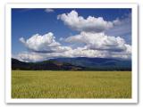 <b>Pure Country</b><br>by Eric Lamont *