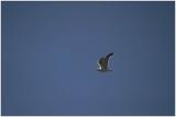 <b>Jonathan Livingston Seagull</b><br><font size=2>* by Earl Waud *</font>