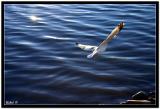 <b>Homeward Bound*</b><br><font sige=3>by d_Ip</font>