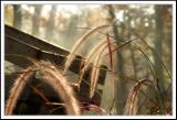 <b>*Tuck Everlasting*</b><br><i>Joe Reilly</i>