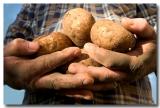 The Potato Grower *<br> 6th Place